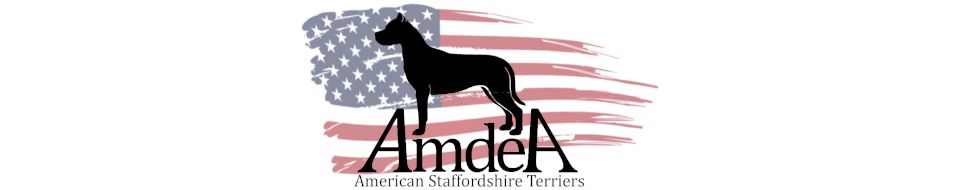 Amdea American Stafforshire Terriers
